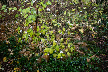 Жизнь вокруг / ***