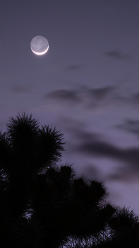 Месяц / Joshua Tree хроники. Кактусы Chola в ночи