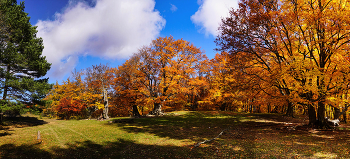 На солнечной поляночке / Крым, Чатыр-Даг