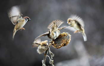 Битва за урожай / ***