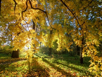 В утреннем саду............ / Петербург. Ботанический сад. Октябрь