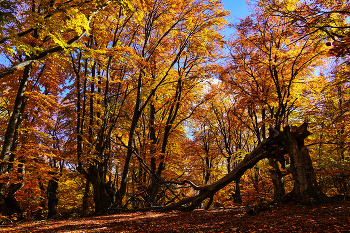 &nbsp; / Крым, Чатыр-Даг. Осень