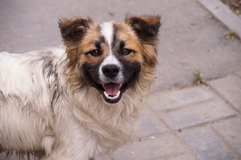 Друг человека / ***