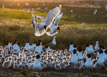 Детский сад / ***