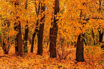 Желто-рыжий листопад нас разлучает с теплым летом. / ***