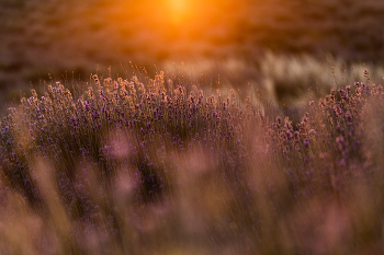 Лаванда на закате / Крым