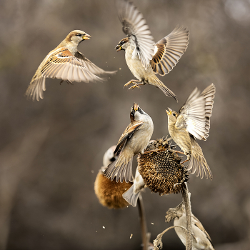 Ситуация / ***