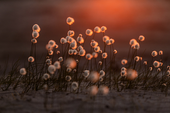 Пушица на закате / Из летних воспоминаний