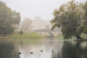 Туманное утро. / Туманное утро на Белом озере в Дворцовом парке, Гатчина. Октябрь 2025.