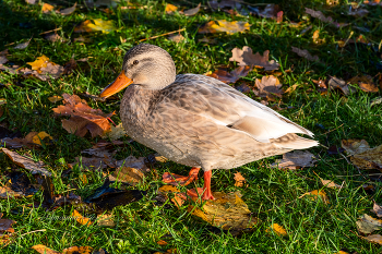 Гатчина. Осень. Кряква альбинос. / ***