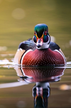 Экзотический гость / Каролинская утка