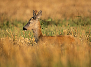 Отдых / Косуля.
