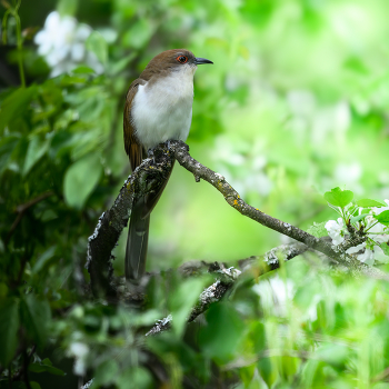 Black-billed cuckoo / Black-billed cuckoo