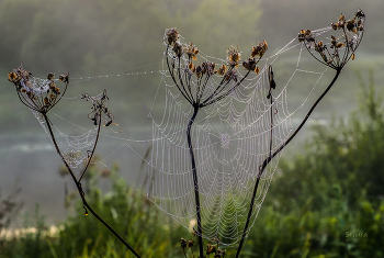 Паутина в росе. / ***
