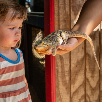 «переступить красные линии» / ***
