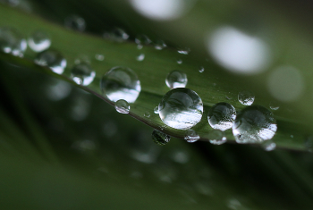 Бриллианты / Капельки росы на траве