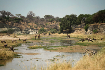 Джип-сафари в Танзании. / Сафари в Танзании пользуются популярностью из-за богатого и разнообразного животного мира, включая знаменитую «большую африканскую пятерку», возможности увидеть Великую миграцию в национальных парках Серенгети, Тарангире, а также впечатляющие природные ландшафты, такие как кратер Нгоронгоро и гора Килиманджаро. Миграция животных в Танзании происходит
из-за поиска свежих пастбищ и воды, что является ключевой частью их инстинктивного цикла выживания.