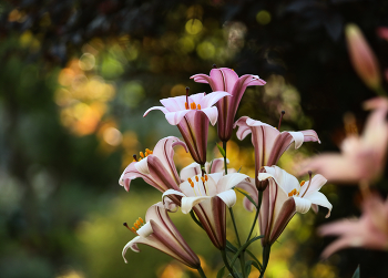 &nbsp; / Благодарю за рекомендации и внимание к работе. В итоге решил оставить так:)