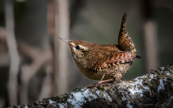 Шустрый / Крапивник - очень маленькая и на редкость шустрая и непоседливая птаха. Встречается в густых зарослях кустарников, сплетениях корней, россыпях камней, лесных завалах и буреломах. Целенаправленно получать трофейные снимки со столь вёрткой моделью - большое удовольствие.