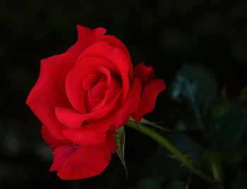 Красна девица / ***