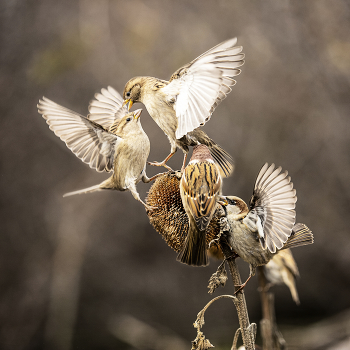 Баталии / ***