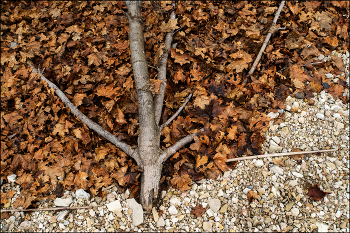 клён / тымой