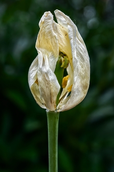 Тюльпан / ***