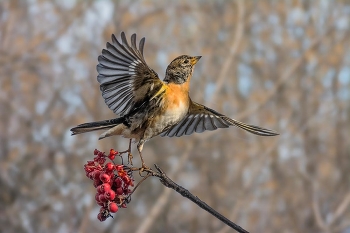 Танцующий вьюрок. / Рябины наелся и на радостях пляшет.