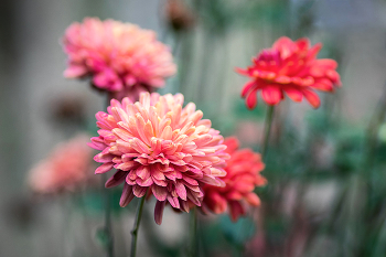 Отцвели уж давно хризантемы в саду / ***