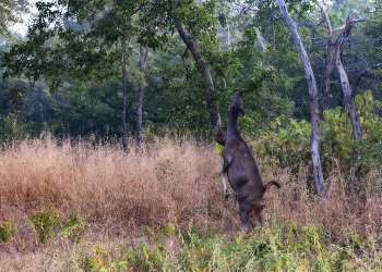 Молодая самка индийского замбара / Индийский замбар (лат. Rusa unicolor) — млекопитающее семейства оленевых. Они отличаются от обычных оленей тем, что имеют длинную шерсть на хвостах. Поскольку эти животные очень пугливы и осторожны, встречи людей с ними происходят крайне редко. Наибольшую активность парнокопытные проявляют по вечерам и ночам. Обычно, замбары настолько тихо передвигаются, что услышать их очень сложно.