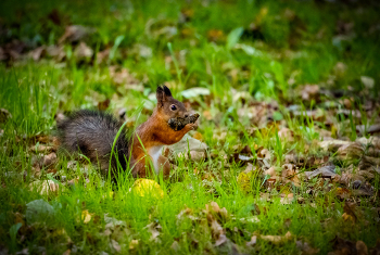 Все грызет ) / ***