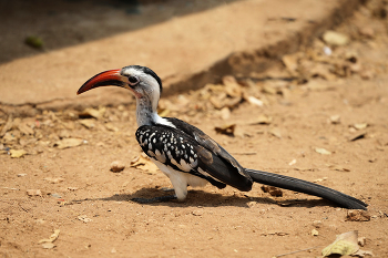 Западноафриканский токо / ***