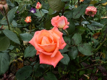 РОЗЫ / САДОВАЯ РОЗА