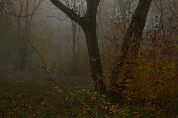 Осеннее утро / Туман