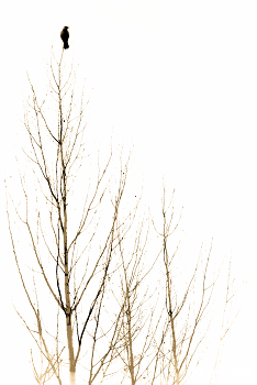 Одинокая птица / Одинокая птица