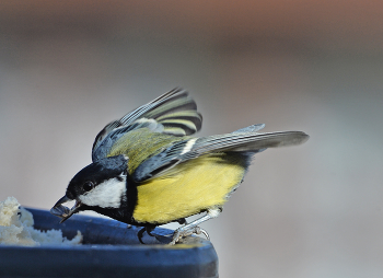 А кушать, хочется всегда...... / осень, птицы