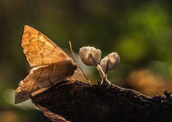 Лесные истории / ***