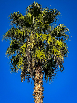 Пальма / 2024 / Мобильная фотография / iPhone 13 Pro