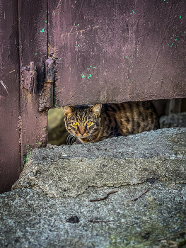 За металлическим забором / 2024 / Мобильная фотография / iPhone 13 Pro