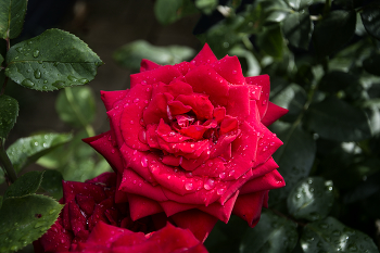 Просто летний дождь...) / ***