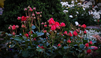 В Монастырском саду. / Благолепие.