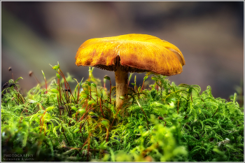 &nbsp; / Гриб, пару сантиметров ростом.