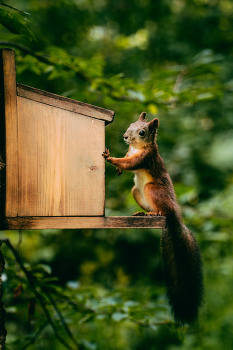 Белочка / Белка в парке