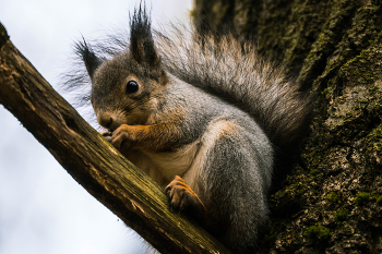 Белочка / Белочка на дереве