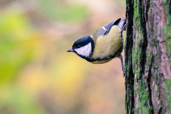 Синица / Синица в парке Александрино