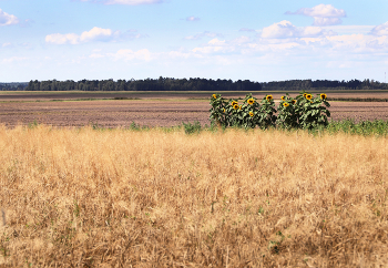 подсолнухи / поле, лето, подсолнухи