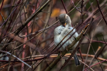 Чистюля. / ***