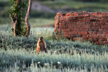 Мой дом - моя крепость / Байбак - степной сурок