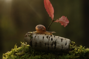 утренняя прогулка / ***