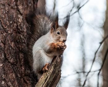 белка с маникюром / белка и маникюр